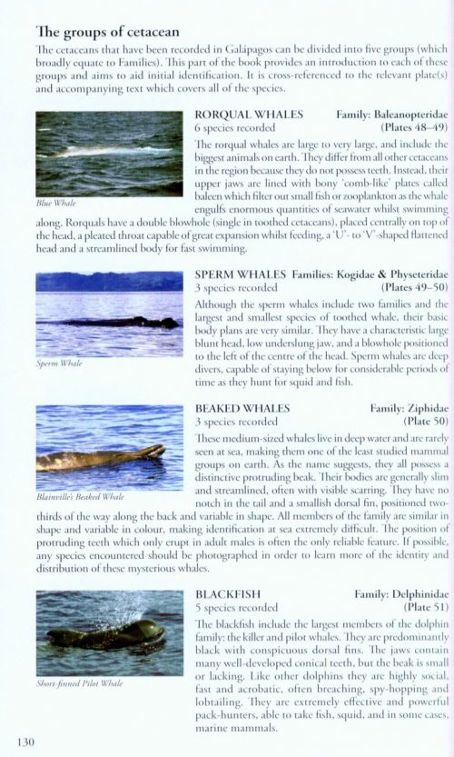 Birds, Mammals and Reptiles of the Galápagos Islands (Second Edition) - Image 6