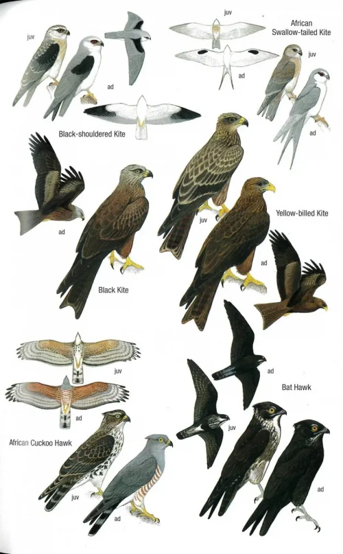 Field Guide to the Birds of Ghana (Second Edition) - Image 5