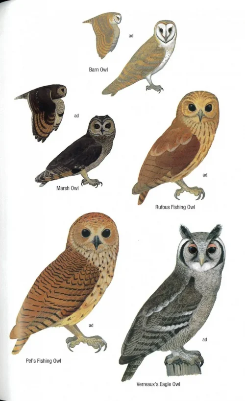 Field Guide to the Birds of Ghana (Second Edition) - Image 4
