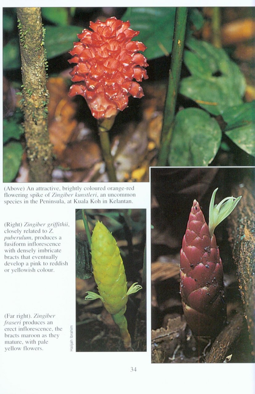 Gingers of Peninsular Malaysia and Singapore. - Image 2