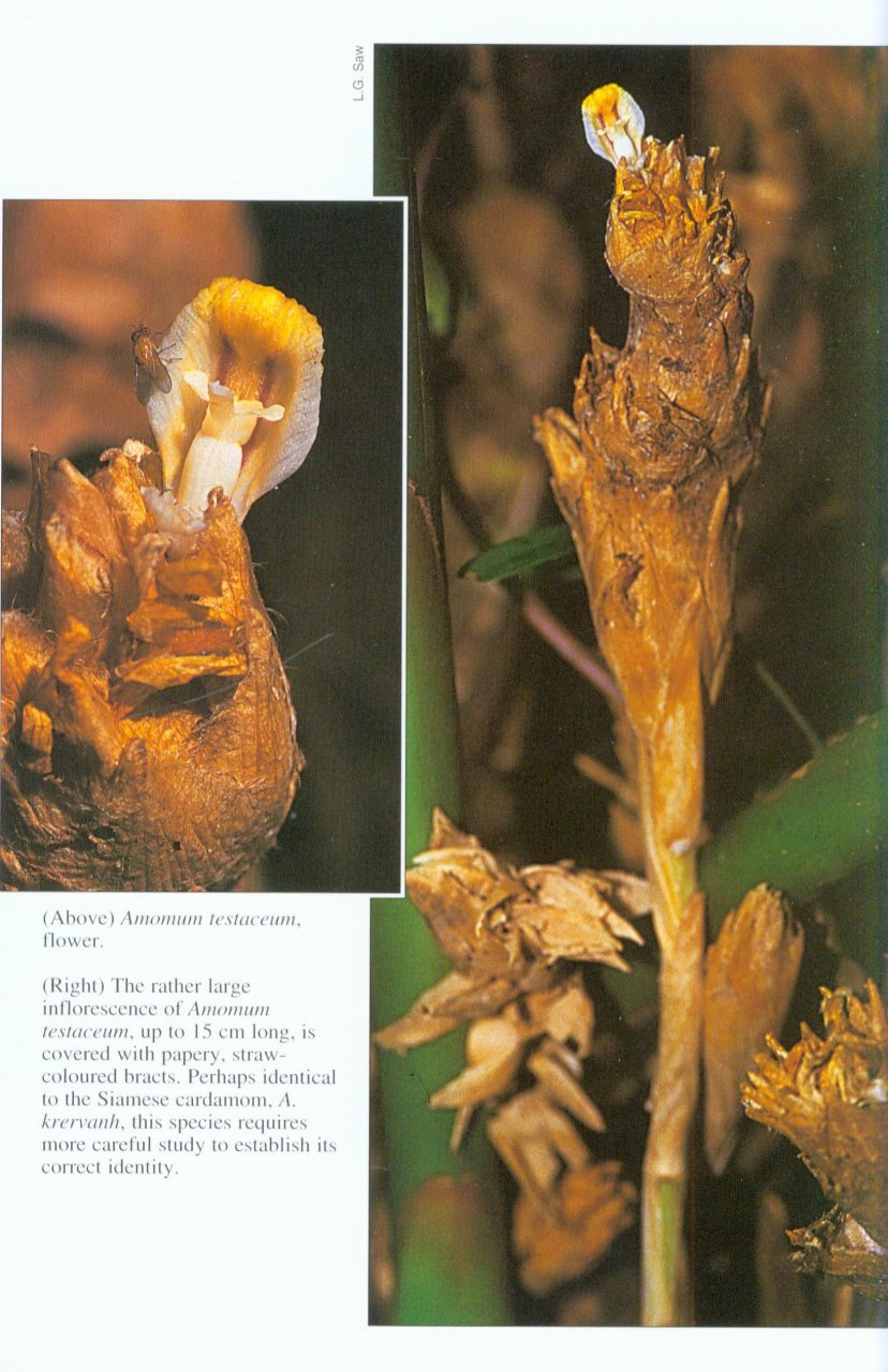 Gingers of Peninsular Malaysia and Singapore. - Image 3