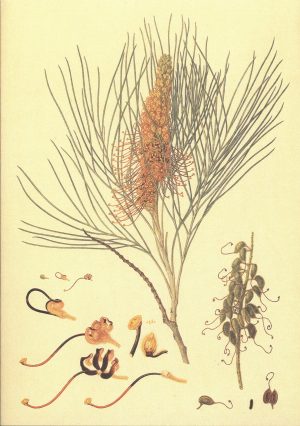 Golden grevillea