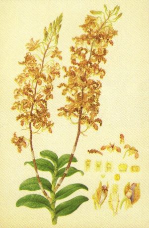 Golden orchid