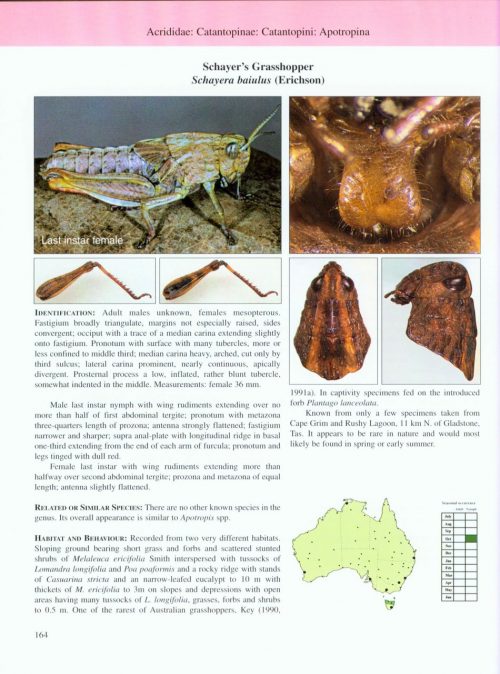 A Guide to Australian Grasshoppers and Locusts - Image 5