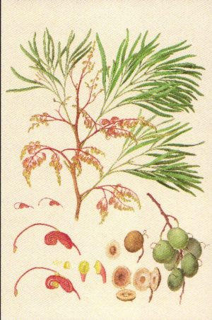 Grevillea heliosperma