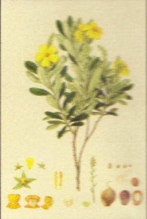Hibbertia dealbata