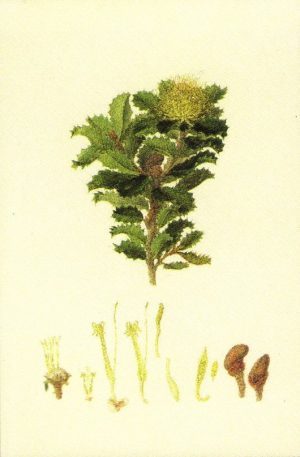 Holly-leaved banksia