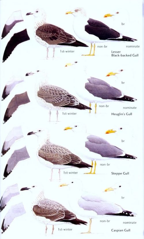 Birds of the Horn of Africa: Ethiopia, Eritrea, Djibouti, Somalia and Socotra (Second Edition) (Helm Field Guide) - Image 3