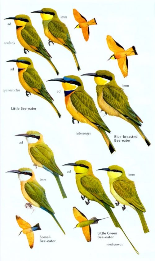 Birds of the Horn of Africa: Ethiopia, Eritrea, Djibouti, Somalia and Socotra (Second Edition) (Helm Field Guide) - Image 5