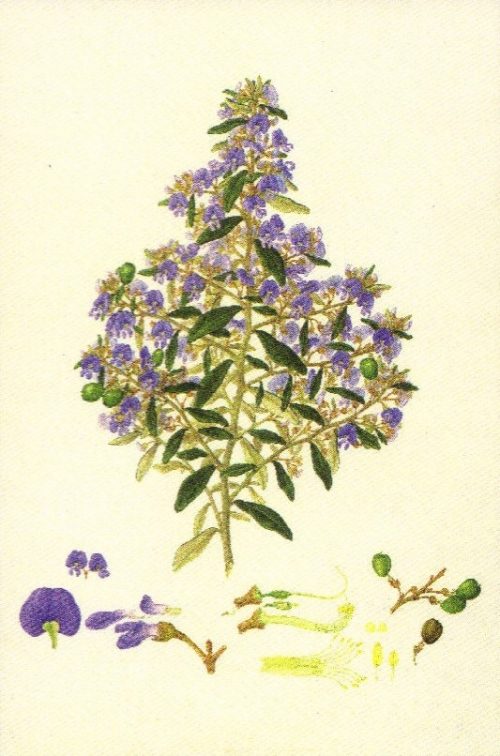 Hovea longipes