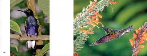 Hummingbirds - Image 3