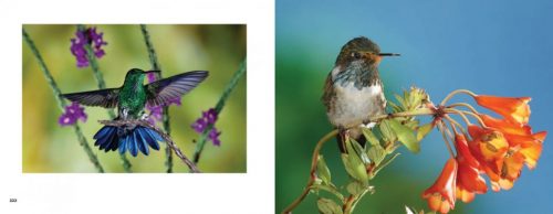 Hummingbirds - Image 4