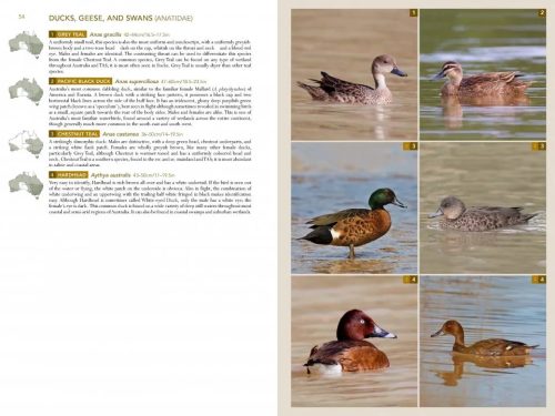 Birds of Australia: a Photographic Guide - Image 6