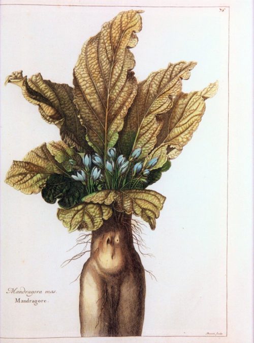 Flora Illustrata: Great Works from the LuEsther T. Mertz Library of the New York Botanical Garden - Image 3
