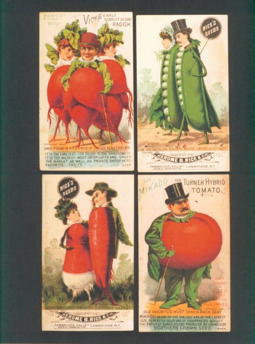 Flora Illustrata: Great Works from the LuEsther T. Mertz Library of the New York Botanical Garden - Image 6