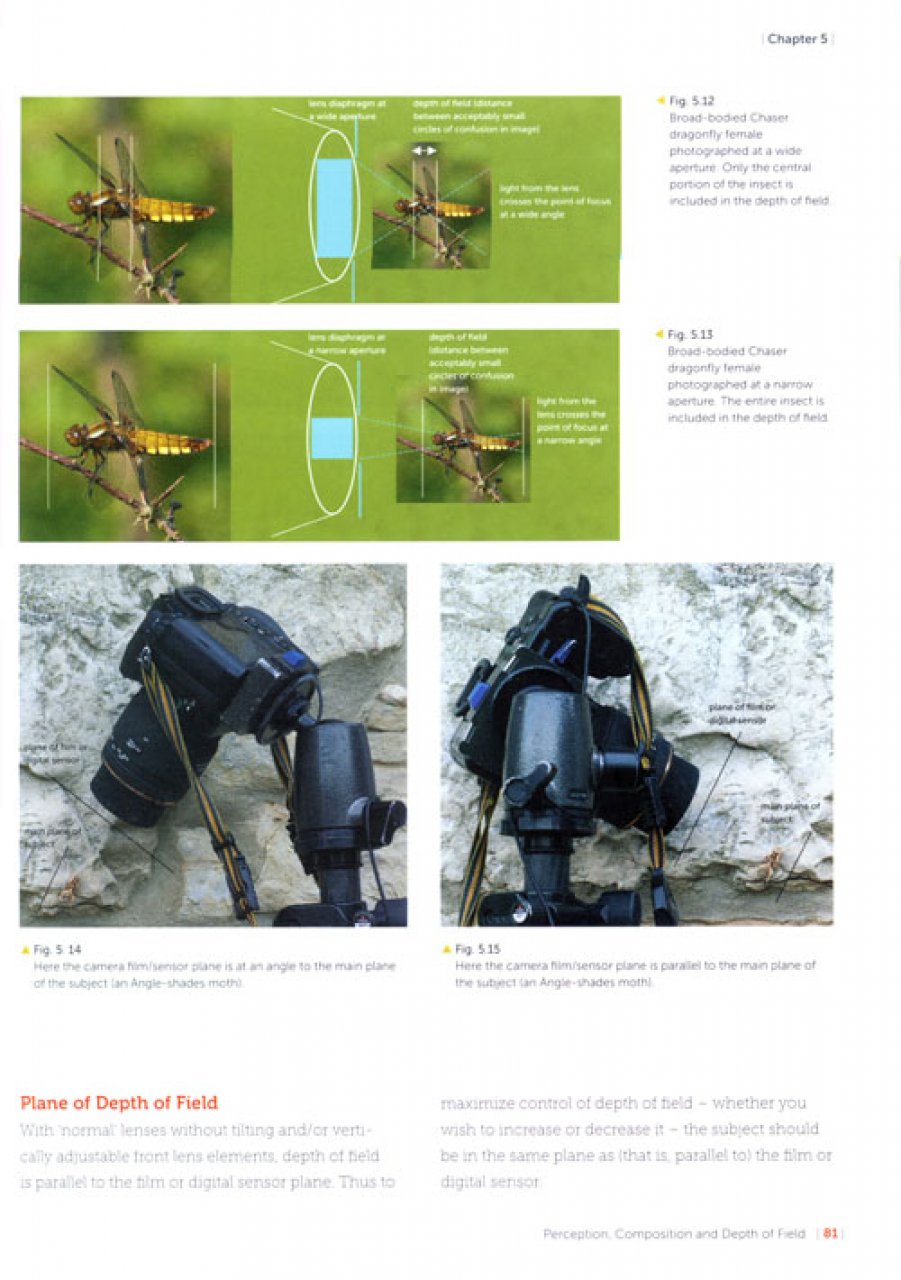 Insect Photography: Art and Techniques - Image 3
