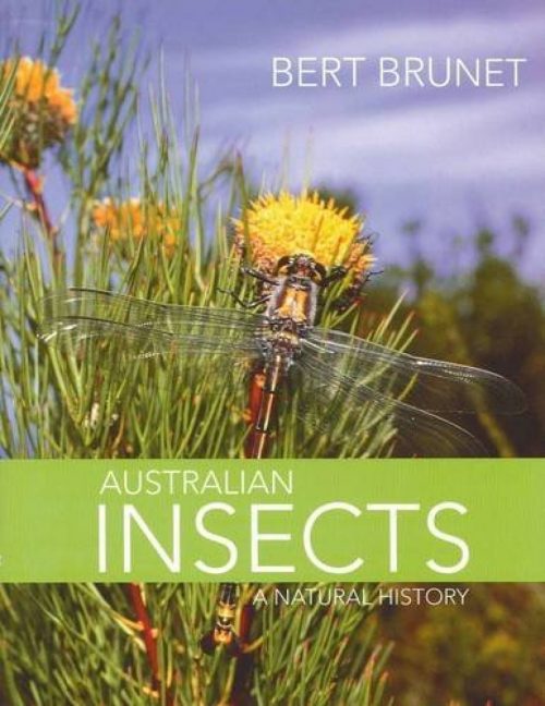 Australian Insects: A Natural History