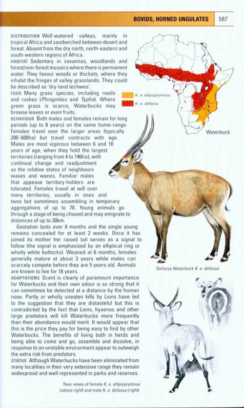 The Kingdon Field Guide to African Mammals (Second Edition) - Image 4