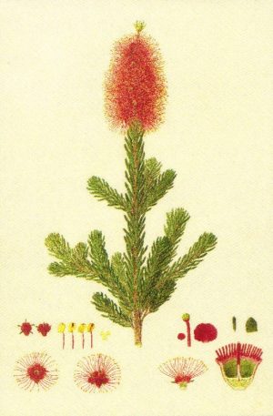Kunzea baxteri