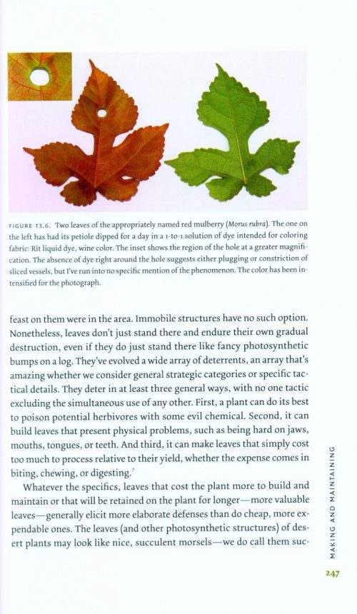 The Life of a Leaf - Image 6