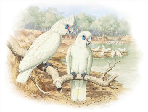 Little Corella