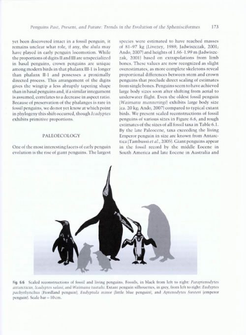 Living Dinosaurs: The Evolutionary History of Modern Birds - Image 3