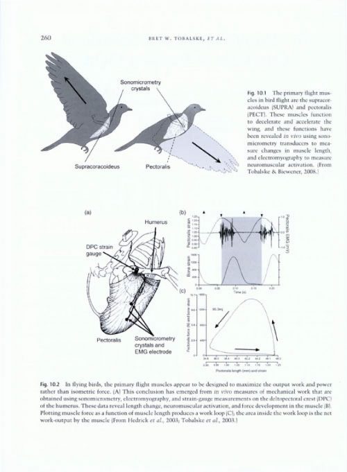 Living Dinosaurs: The Evolutionary History of Modern Birds - Image 4