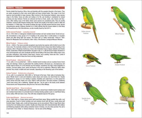 Field Guide to the Birds of Machu Picchu and the Cusco Region, Peru:  Includes a Bird Finding Guide to the Area - Image 4
