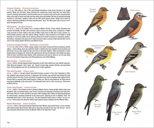 Field Guide to the Birds of Machu Picchu and the Cusco Region, Peru:  Includes a Bird Finding Guide to the Area - Image 5