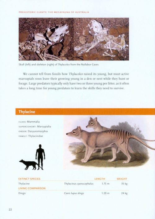 Prehistoric Giants: The Megafauna of Australia - Image 3