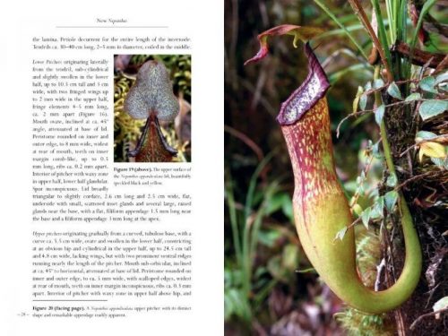 New Nepenthes, Volume One - Image 2