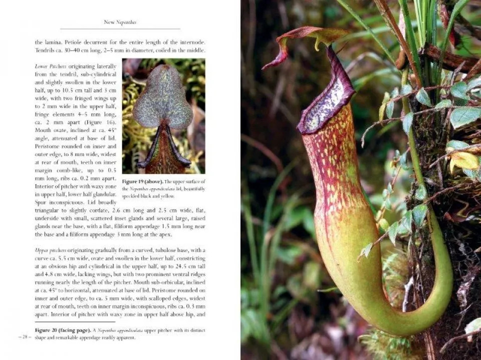 New Nepenthes, Volume One - Image 2