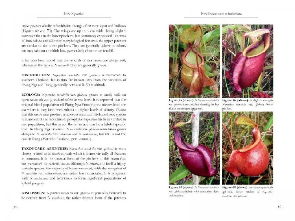 New Nepenthes, Volume One - Image 4