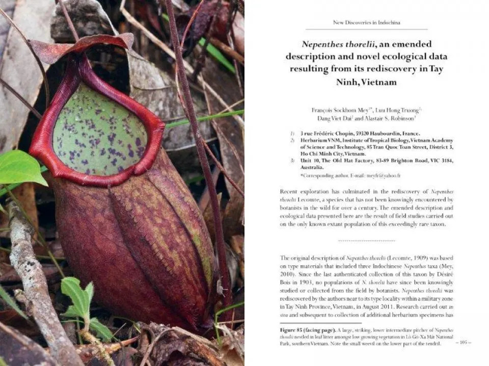 New Nepenthes, Volume One - Image 5