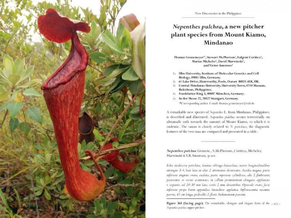 New Nepenthes, Volume One - Image 6