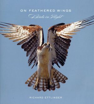 On Feathered Wings: Birds in Flight