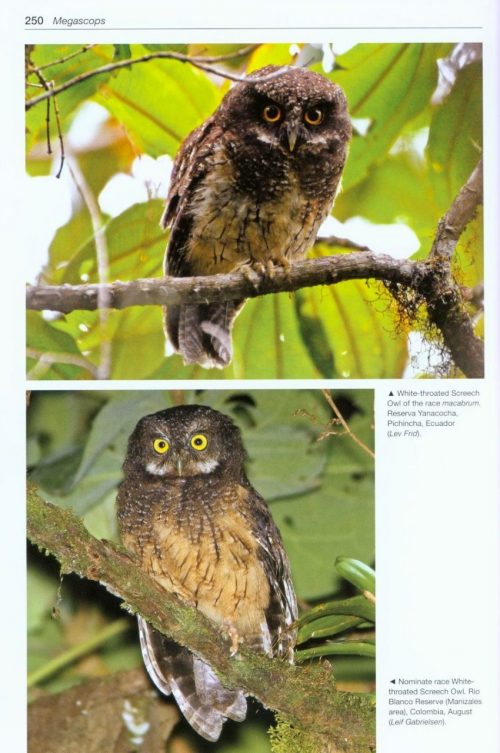Owls of the World: A Photographic Guide (Second Edition) (Helm Photographic Guide) - Image 5