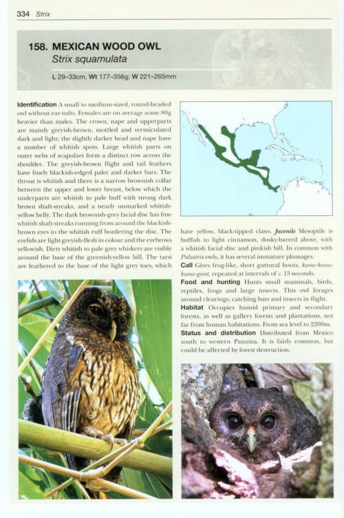 Owls of the World: A Photographic Guide (Second Edition) (Helm Photographic Guide) - Image 6
