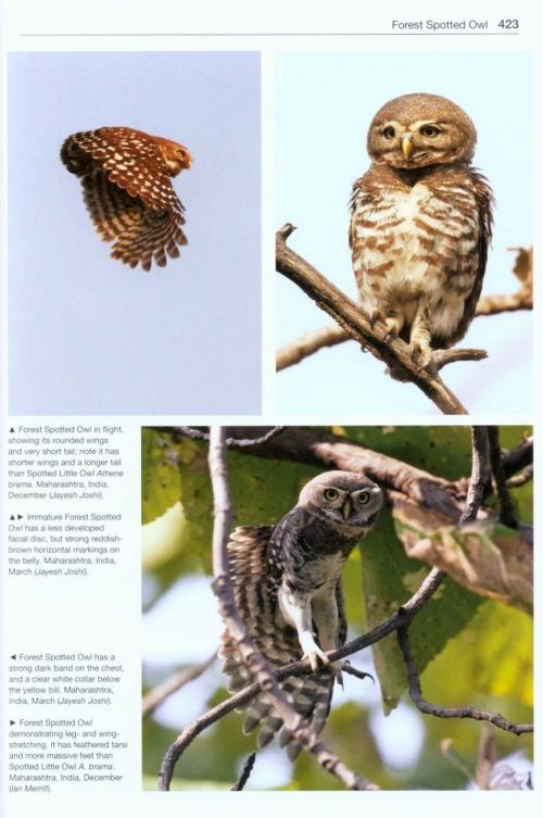 Owls of the World: A Photographic Guide (Second Edition) (Helm Photographic Guide) - Image 7