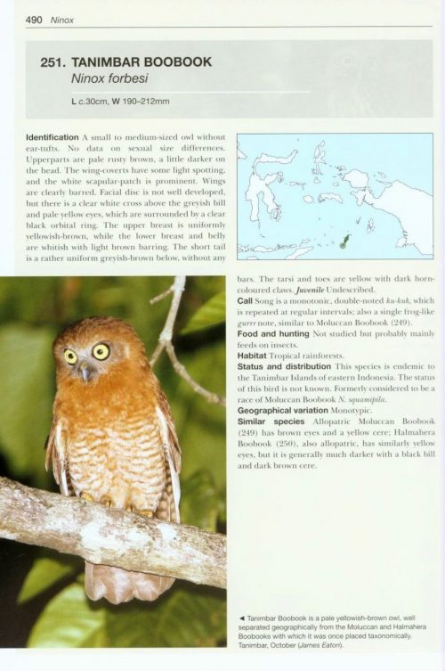 Owls of the World: A Photographic Guide (Second Edition) (Helm Photographic Guide) - Image 8