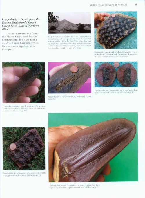 Paleozoic Fossil Plants - Image 3