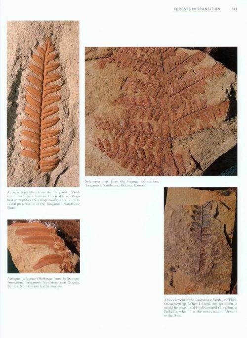 Paleozoic Fossil Plants - Image 5