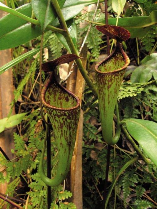 Field Guide to the Pitcher Plants of the Philippines - Image 4