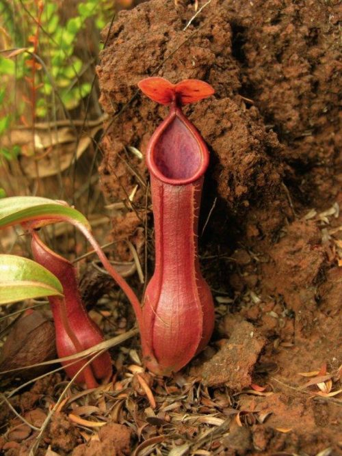 Field Guide to the Pitcher Plants of the Philippines - Image 3