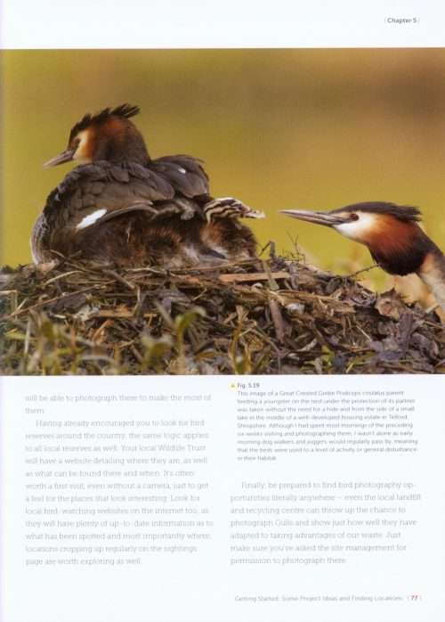 Photographing Birds: Art and Techniques - Image 2