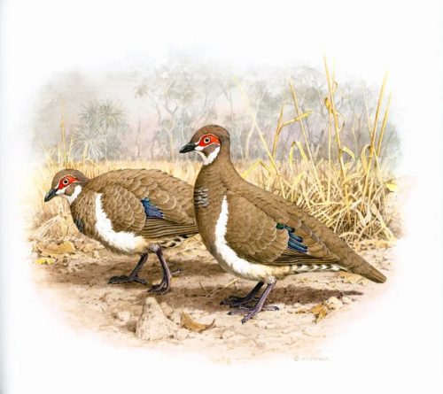 Pigeons and Doves in Australia - Image 3