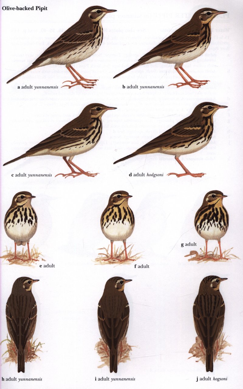 Pipits and Wagtails of Europe, Asia and North America - Image 3