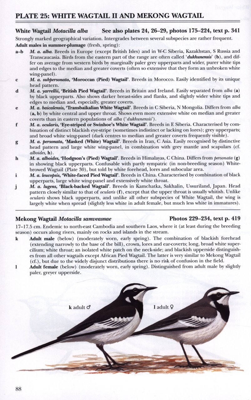 Pipits and Wagtails of Europe, Asia and North America - Image 4