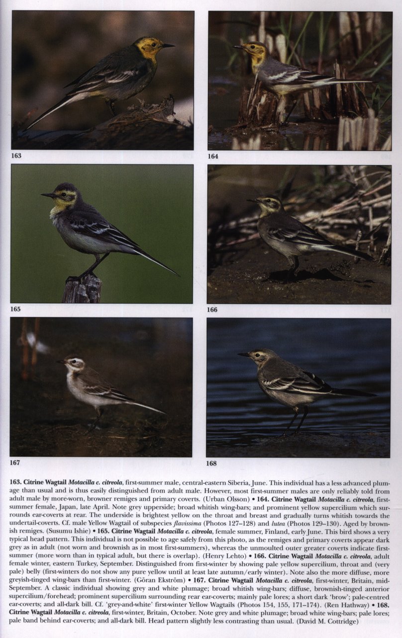 Pipits and Wagtails of Europe, Asia and North America - Image 5