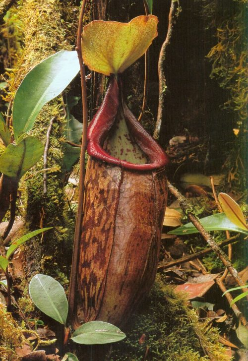 A Guide to the Pitcher Plants of Peninsular Malaysia - Image 5